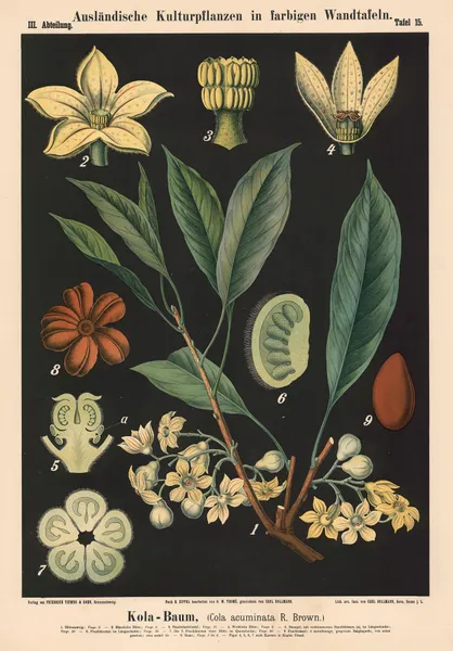 Kola-Baum, (Cola acuminata R. Brown.) av Carl Bollmann