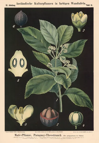 Maté-Pflanze, Paraguay-Theestrauch (Ilex paraguariensis St. Hilaire) av Carl Bollmann