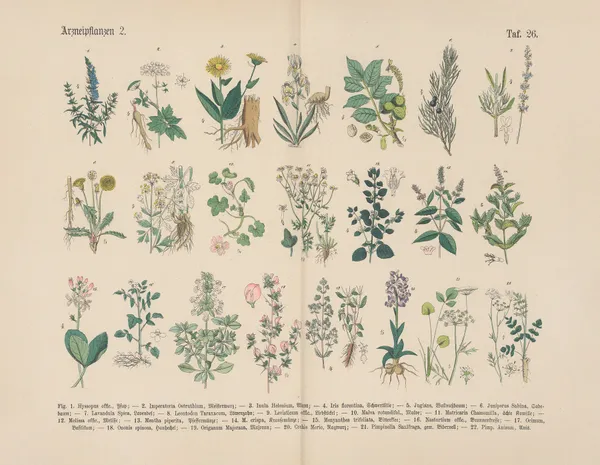 Lehrbuch der praktischen Pflanzenkunde in Wort und Bild Pl.26 av Carl Hoffmann
