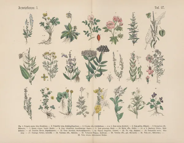 Lehrbuch der praktischen Pflanzenkunde in Wort und Bild Pl.27 av Carl Hoffmann