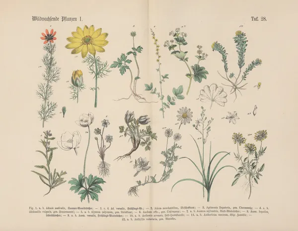 Lehrbuch der praktischen Pflanzenkunde in Wort und Bild Pl.28 av Carl Hoffmann