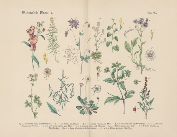 Lehrbuch der praktischen Pflanzenkunde in Wort und Bild Pl.29 av Carl Hoffmann