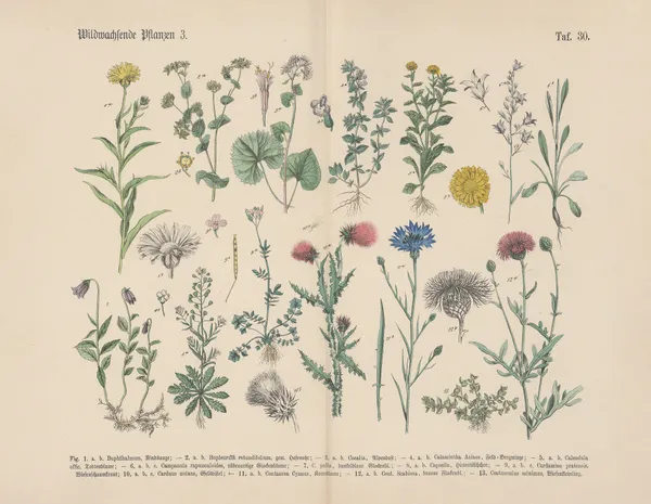 Lehrbuch der praktischen Pflanzenkunde in Wort und Bild Pl.30 av Carl Hoffmann