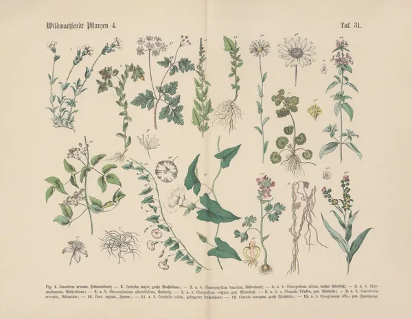 Lehrbuch der praktischen Pflanzenkunde in Wort und Bild Pl.31 av Carl Hoffmann