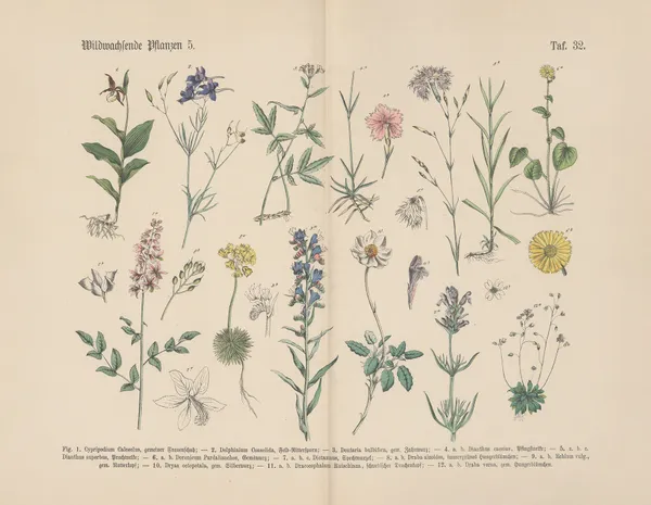 Lehrbuch der praktischen Pflanzenkunde in Wort und Bild Pl.32 av Carl Hoffmann