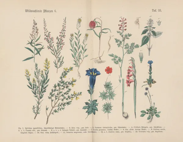 Lehrbuch der praktischen Pflanzenkunde in Wort und Bild Pl.33 av Carl Hoffmann