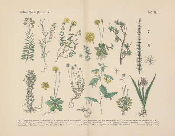 Lehrbuch der praktischen Pflanzenkunde in Wort und Bild Pl.34 av Carl Hoffmann