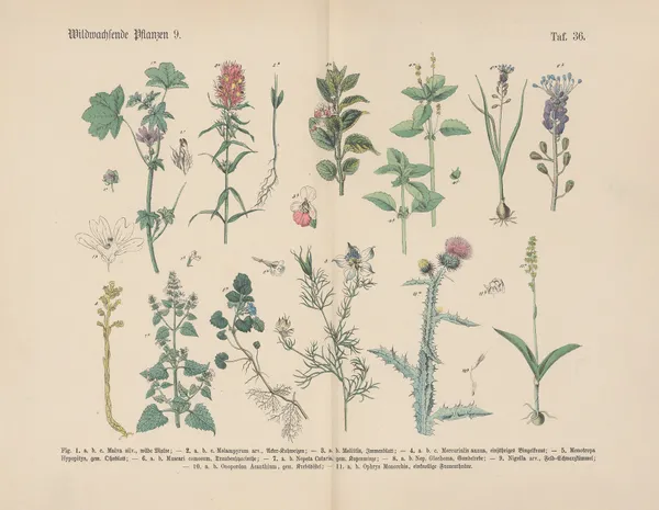 Lehrbuch der praktischen Pflanzenkunde in Wort und Bild Pl.36 av Carl Hoffmann