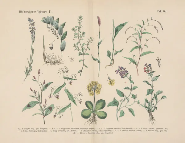 Lehrbuch der praktischen Pflanzenkunde in Wort und Bild Pl.38 av Carl Hoffmann