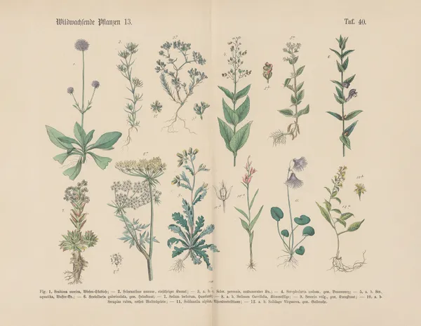 Lehrbuch der praktischen Pflanzenkunde in Wort und Bild Pl.40 av Carl Hoffmann