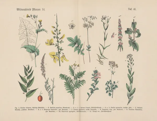 Lehrbuch der praktischen Pflanzenkunde in Wort und Bild Pl.41 av Carl Hoffmann
