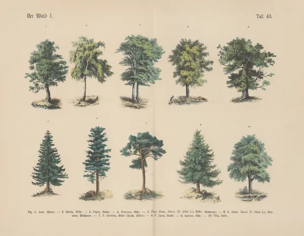 Lehrbuch der praktischen Pflanzenkunde in Wort und Bild Pl.43 av Carl Hoffmann