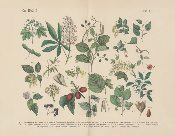 Lehrbuch der praktischen Pflanzenkunde in Wort und Bild Pl.44 av Carl Hoffmann