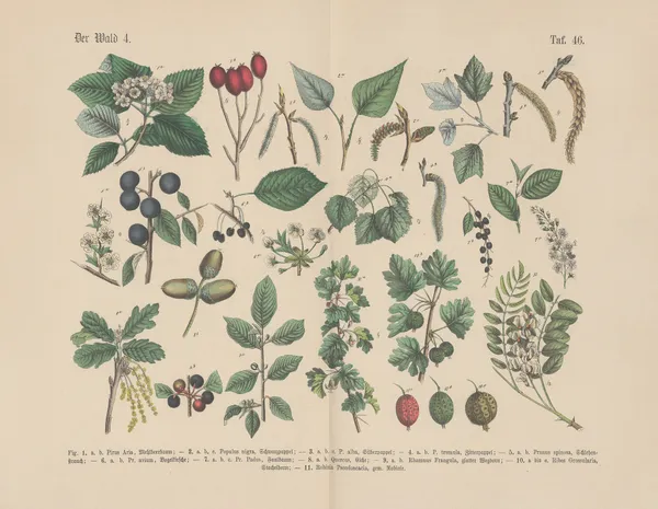 Lehrbuch der praktischen Pflanzenkunde in Wort und Bild Pl.46 av Carl Hoffmann
