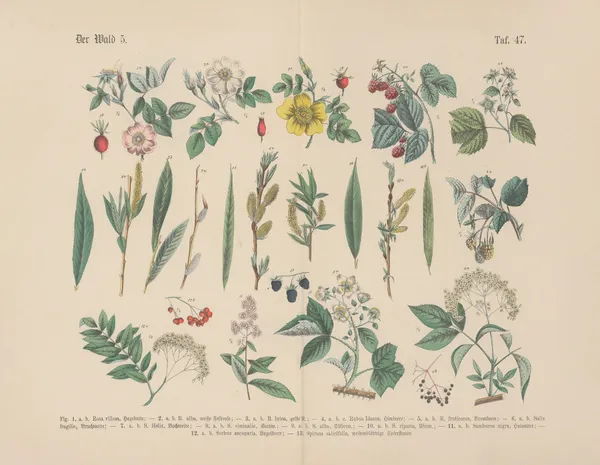 Lehrbuch der praktischen Pflanzenkunde in Wort und Bild Pl.47 av Carl Hoffmann
