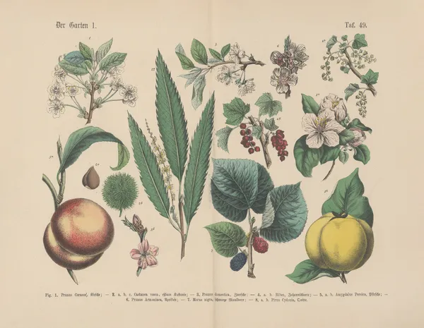 Lehrbuch der praktischen Pflanzenkunde in Wort und Bild Pl.49 av Carl Hoffmann