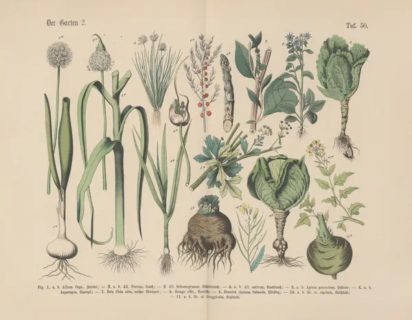 Lehrbuch der praktischen Pflanzenkunde in Wort und Bild Pl.50 av Carl Hoffmann