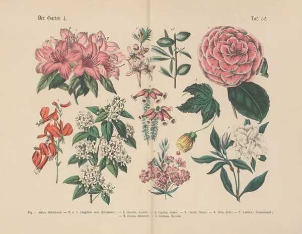 Lehrbuch der praktischen Pflanzenkunde in Wort und Bild Pl.52 av Carl Hoffmann
