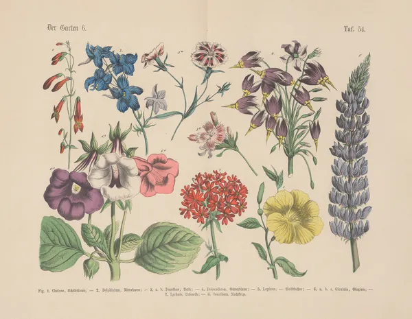 Lehrbuch der praktischen Pflanzenkunde in Wort und Bild Pl.54 av Carl Hoffmann