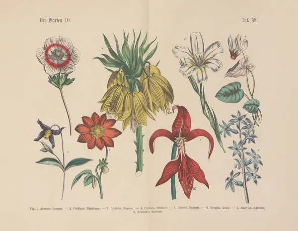 Lehrbuch der praktischen Pflanzenkunde in Wort und Bild Pl.58 av Carl Hoffmann