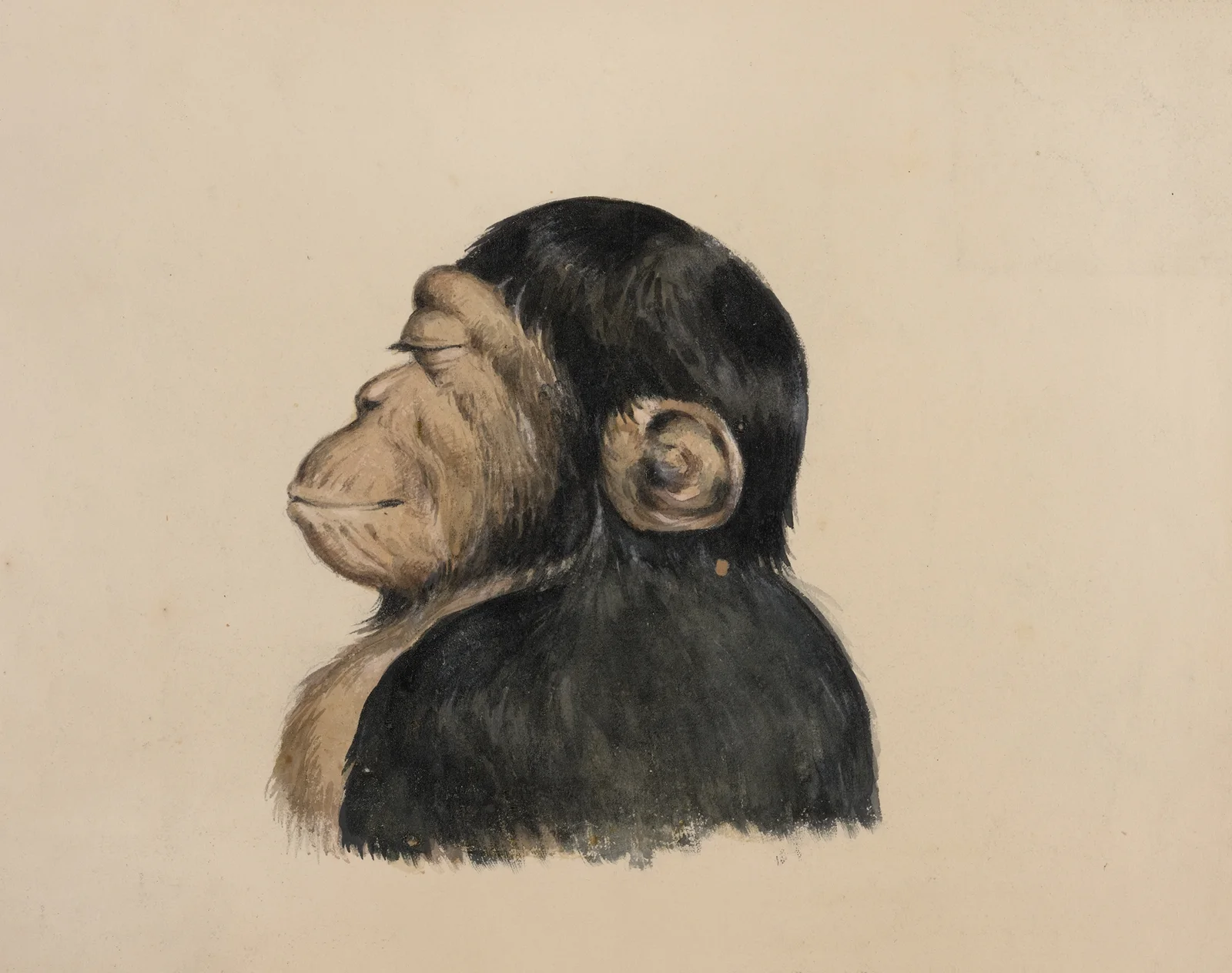 Ourang Otang av Felix Octavius Carr Darley