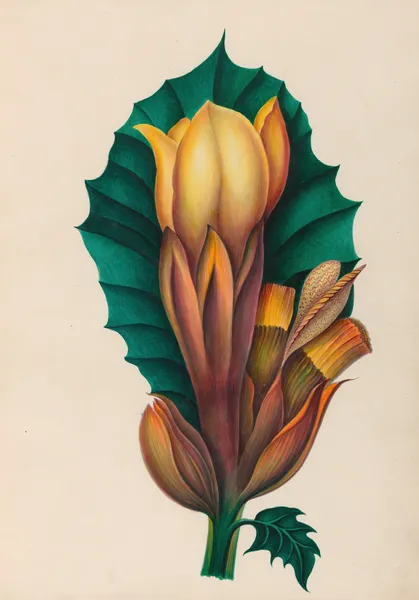 Drawings of tropical flowers and fruits, from South America Pl.02 av Charles Empson