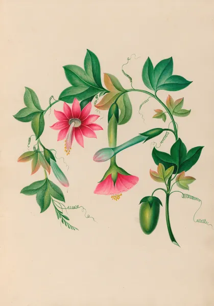 Drawings of tropical flowers and fruits, from South America Pl.03 av Charles Empson