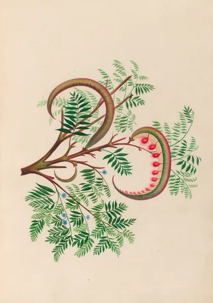 Drawings of tropical flowers and fruits, from South America Pl.09 av Charles Empson