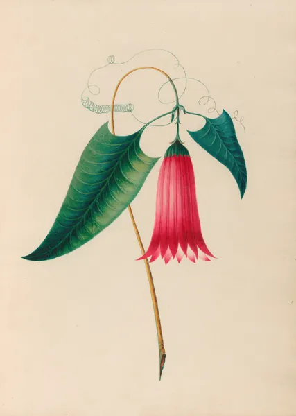 Drawings of tropical flowers and fruits, from South America Pl.12 av Charles Empson