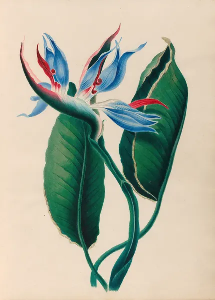 Drawings of tropical flowers and fruits, from South America Pl.13 av Charles Empson