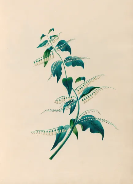 Drawings of tropical flowers and fruits, from South America Pl.15 av Charles Empson