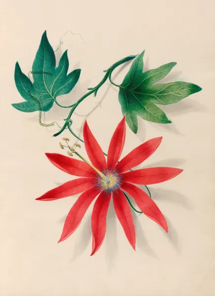 Drawings of tropical flowers and fruits, from South America Pl.16 av Charles Empson