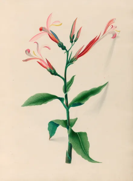 Drawings of tropical flowers and fruits, from South America Pl.17 av Charles Empson