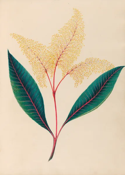 Drawings of tropical flowers and fruits, from South America Pl.18 av Charles Empson