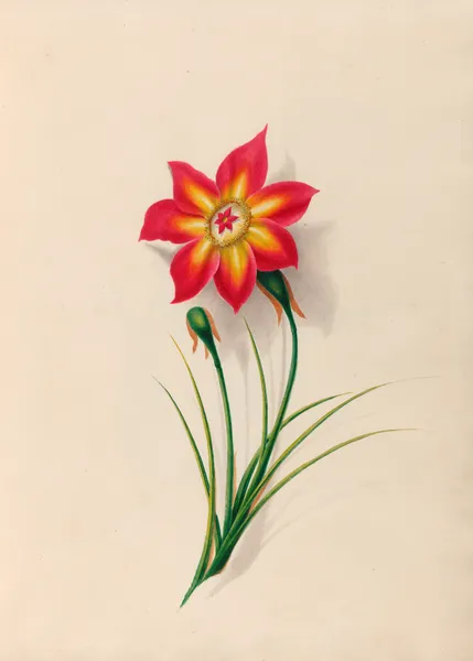 Drawings of tropical flowers and fruits, from South America Pl.19 av Charles Empson