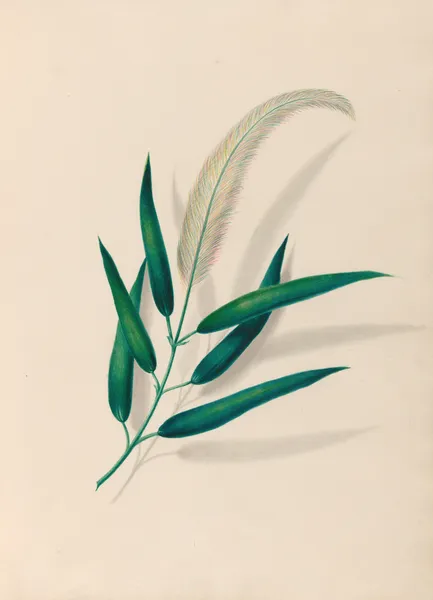 Drawings of tropical flowers and fruits, from South America Pl.20 av Charles Empson
