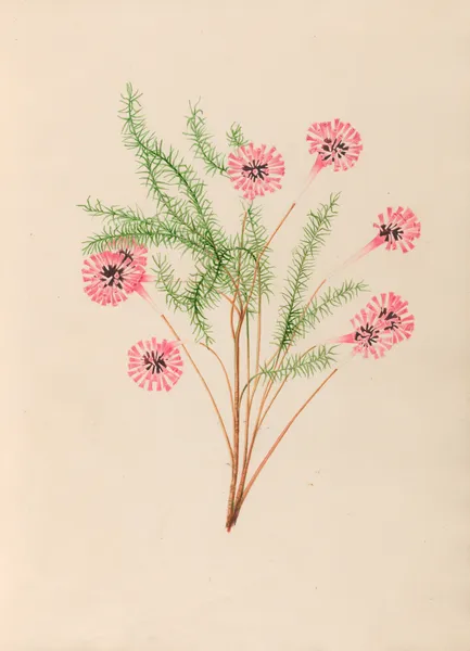 Drawings of tropical flowers and fruits, from South America Pl.21 av Charles Empson
