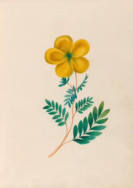 Drawings of tropical flowers and fruits, from South America Pl.22 av Charles Empson