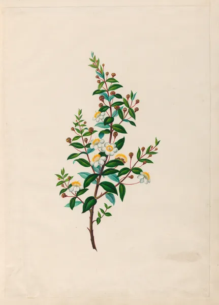 Drawings of tropical flowers and fruits, from South America Pl.23 av Charles Empson