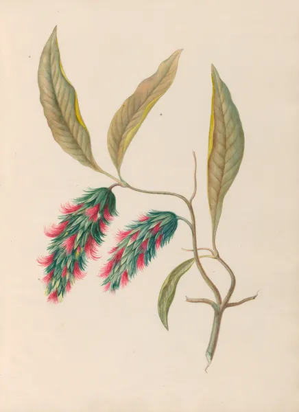 Drawings of tropical flowers and fruits, from South America Pl.24 av Charles Empson