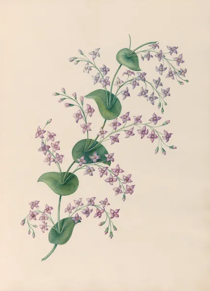 Drawings of tropical flowers and fruits, from South America Pl.27 av Charles Empson