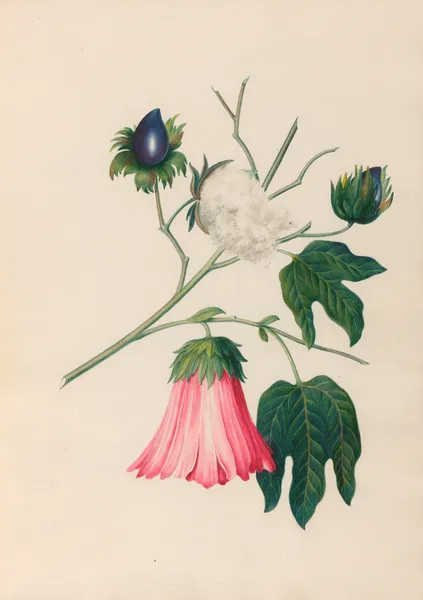 Drawings of tropical flowers and fruits, from South America Pl.29 av Charles Empson