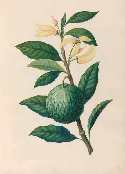 Drawings of tropical flowers and fruits, from South America Pl.30 av Charles Empson