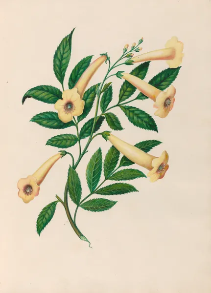 Drawings of tropical flowers and fruits, from South America Pl.31 av Charles Empson