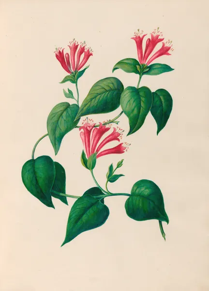 Drawings of tropical flowers and fruits, from South America Pl.32 av Charles Empson