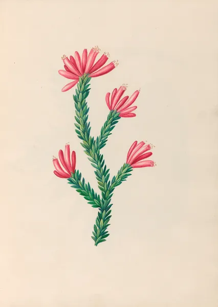 Drawings of tropical flowers and fruits, from South America Pl.34 av Charles Empson