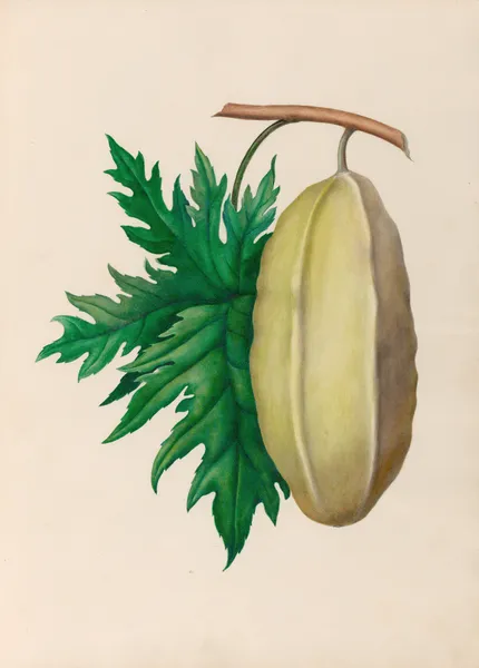 Drawings of tropical flowers and fruits, from South America Pl.35 av Charles Empson