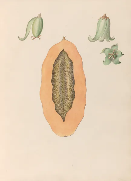 Drawings of tropical flowers and fruits, from South America Pl.36 av Charles Empson