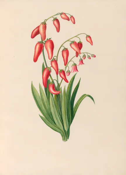 Drawings of tropical flowers and fruits, from South America Pl.39 av Charles Empson