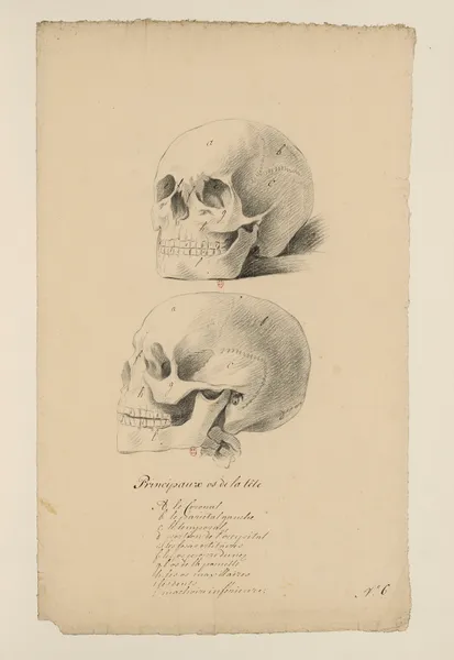 Cahiers d’Anatomie Pl.05 (18th Century) av Charles Monnet